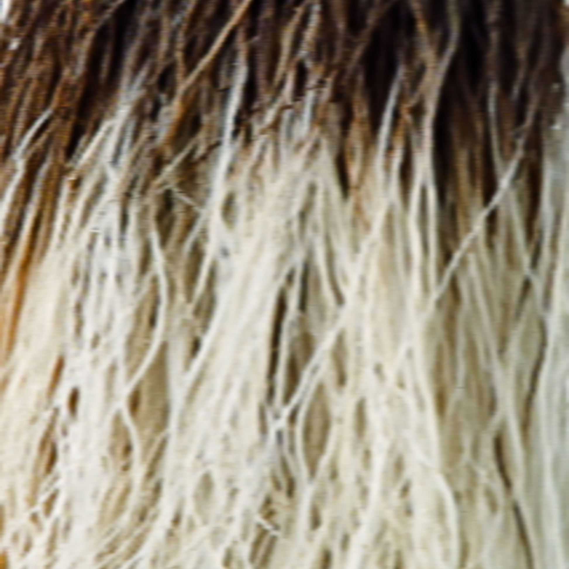 Sandalwood-H  -  A rooted color with different lights and undertones of cherry toffee, creamy blond, and golden blonds.